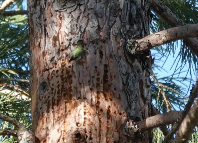 Anna's Hummingbird in a brief pause at a sap well, January 1, 2023.