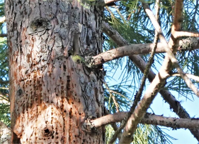 Anna's Hummingbird in a brief pause at a sap well, January 1, 2023.