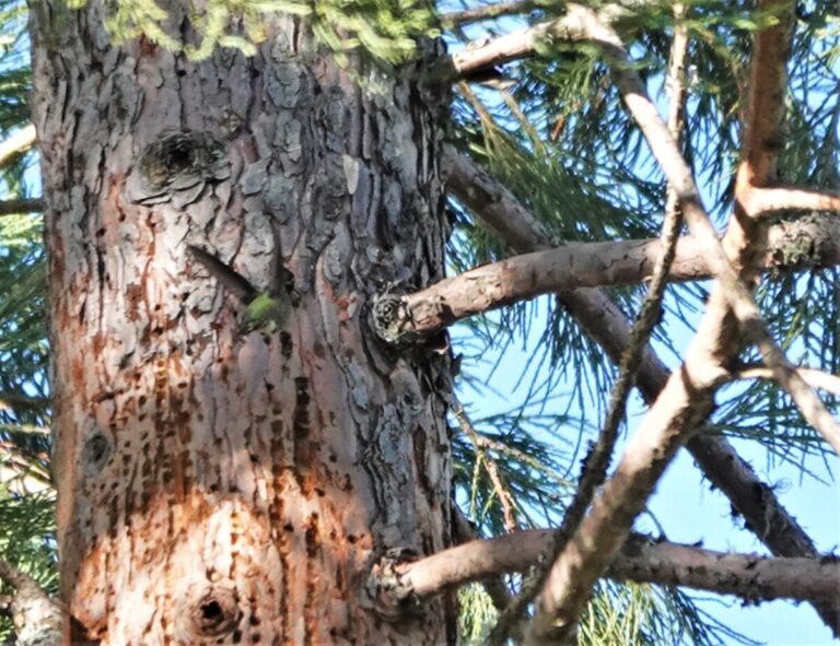 Anna's Hummingbird in a brief pause at a sap well, January 1, 2023.