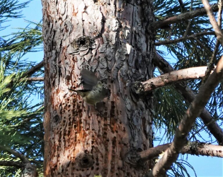 Ruby-crowned Kinglet, January 1, 2023.