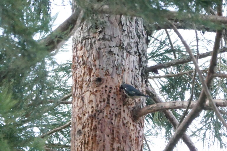 Male Black-throated Blue Warbler accessing sapsucker wells on a Sequoia tree.