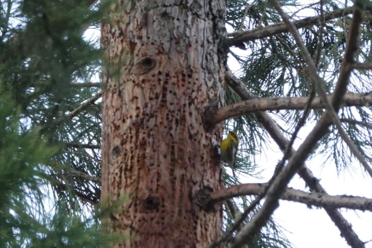 Townsend's Warbler, January 28, 2023.