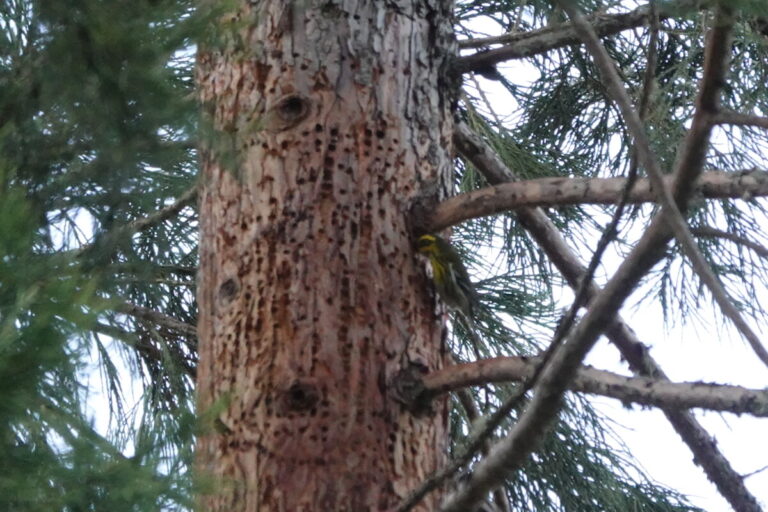 Townsend's Warbler, January 28, 2023.