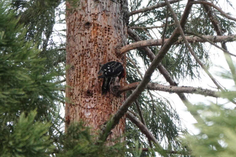 Red-breasted Sapsucker