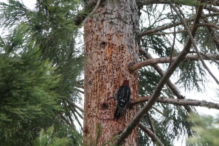 Red-breasted Sapsucker