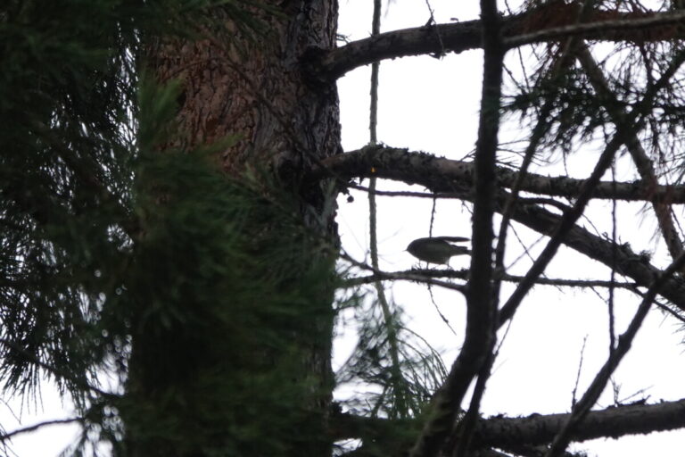 Ruby-crowned Kinglet, February 23, 2023.