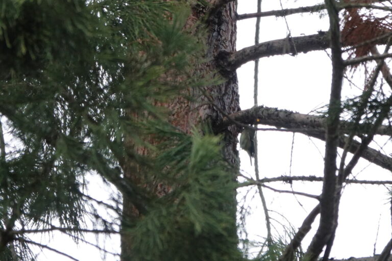 Ruby-crowned Kinglet, February 23, 2023.