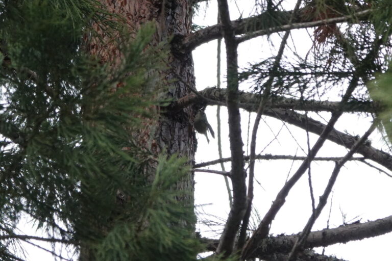 Ruby-crowned Kinglet, February 23, 2023.