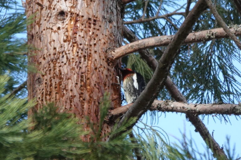 Red-breasted Sapsucker