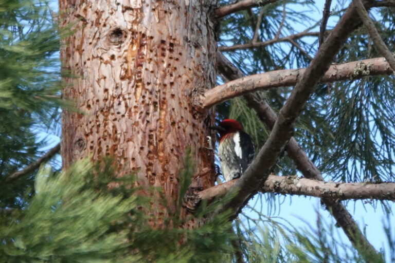 Red-breasted Sapsucker