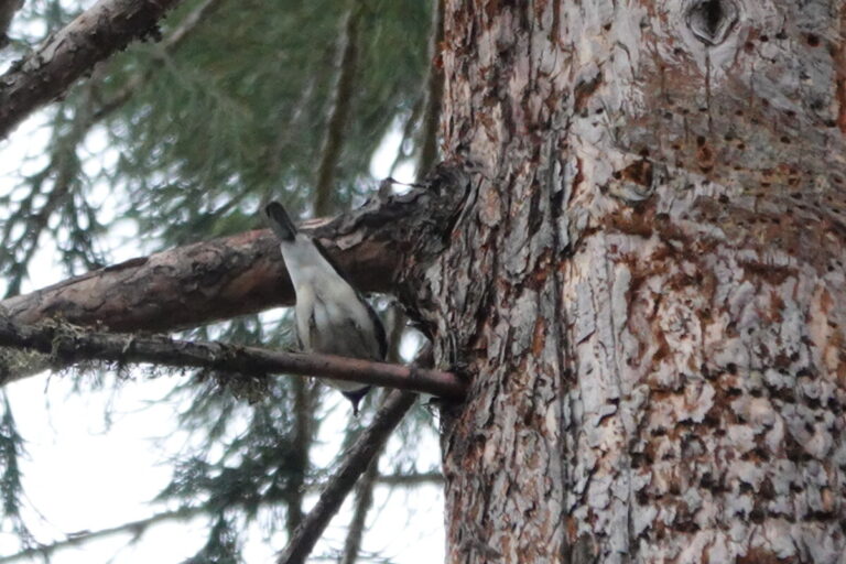 Black-throated Blue Warbler with a small flying insect in its bill.