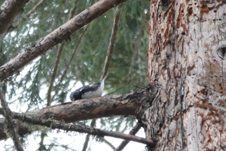 Male Black-throated Blue Warbler wiping its bill on a branch.