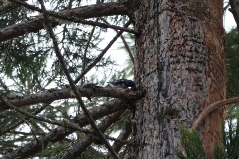 Male Black-throated Blue Warbler accessing sapsucker wells on a Sequoia tree.