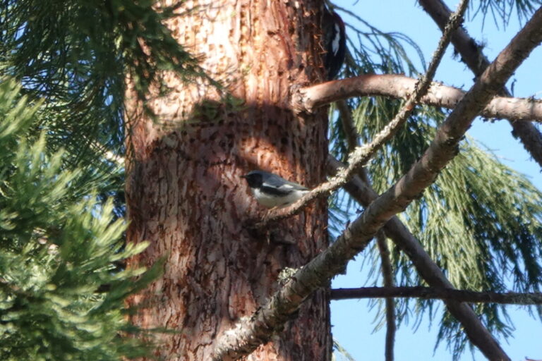 Male Black-throated Blue Warbler in between sips.