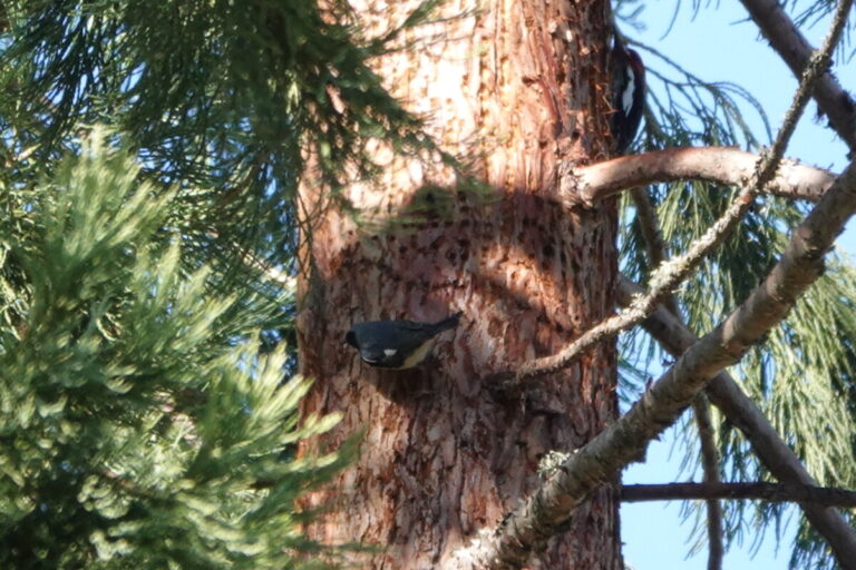 Male Black-throated Blue Warbler in between sips.