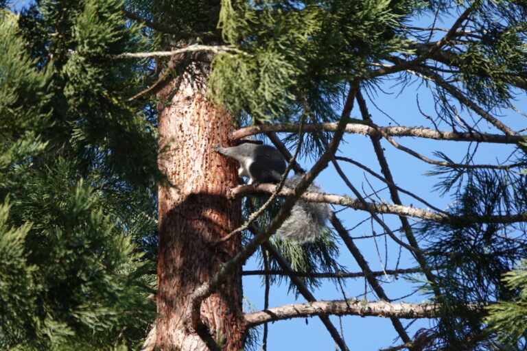 Western Gray Squirrel obtaining sap from the sap wells, February 12, 2023.