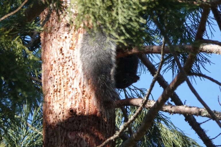 Western Gray Squirrel obtaining sap from the sap wells, February 12, 2023.