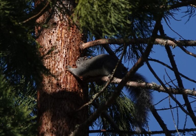 Western Gray Squirrel obtaining sap from the sap wells, February 12, 2023.