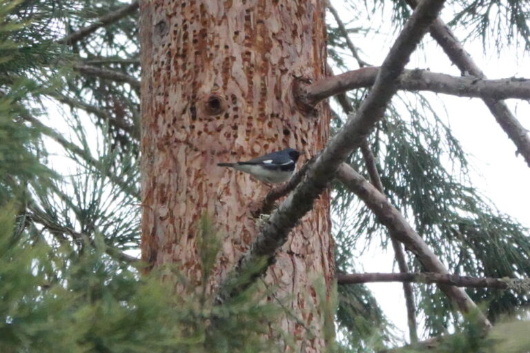 Male Black-throated Blue Warbler in between sips.