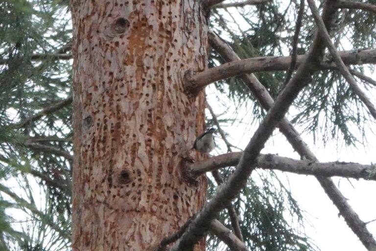 Male Black-throated Blue Warbler accessing sapsucker wells on a Sequoia tree.