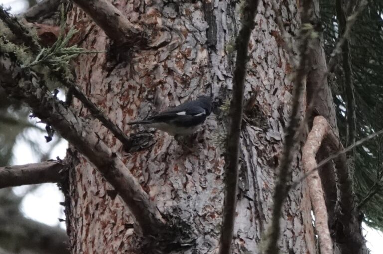 Male Black-throated Blue Warbler accessing sapsucker wells on a Sequoia tree.