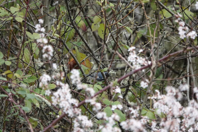 Black-throated Blue Warbler in shrubs and brambles, April 8, 2023.