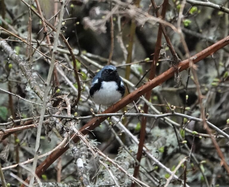 Black-throated Blue Warbler in shrubs and brambles, April 8, 2023.