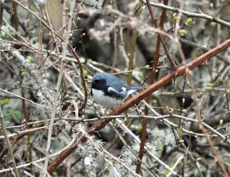 Black-throated Blue Warbler in shrubs and brambles, April 8, 2023.