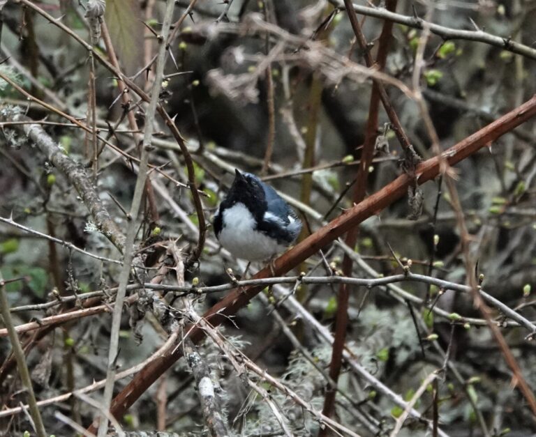 Black-throated Blue Warbler in shrubs and brambles, April 8, 2023.