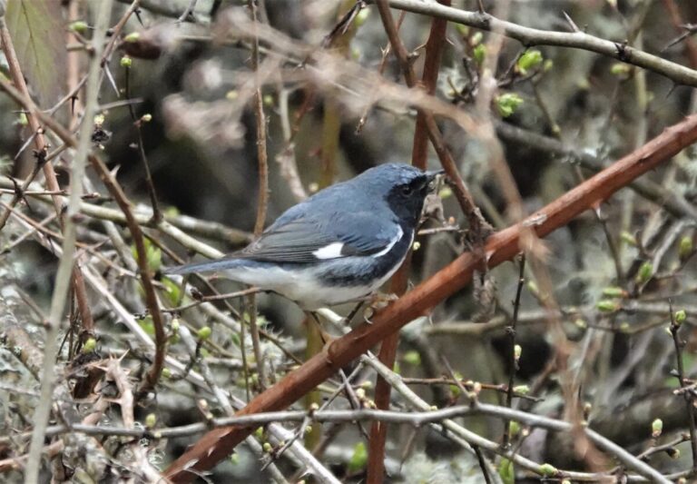 Black-throated Blue Warbler in shrubs and brambles, April 8, 2023.