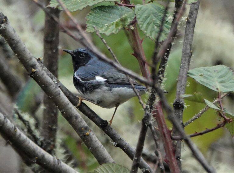 Black-throated Blue Warbler in shrubs and brambles, April 8, 2023.