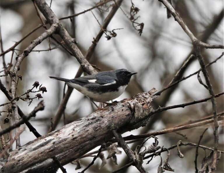 Black-throated Blue Warbler in shrubs and brambles, April 8, 2023.