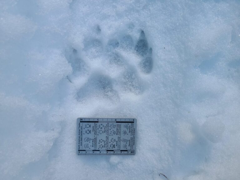 Again, rather small for a Gray Wolf and large for a Coyote. Heavy nails.
