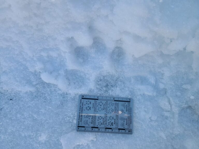 Quite splayed toes. Quite common in domestic dogs, less common in Gray Wolves and Coyotes. Nails seem rather prominent in this messy track. Domestic dog.