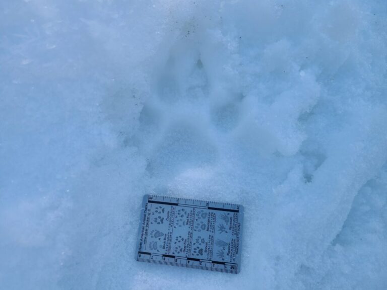 Rather small for Gray Wolf and large for Coyote. Outer toes pointed outward, common for domestic dog, less common for Gray Wolf or Coyote.