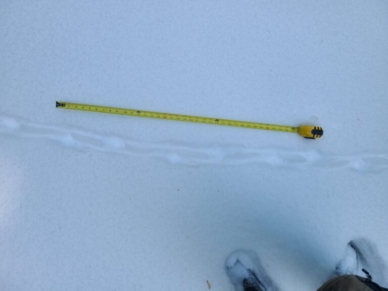 Grouse trail. Footfalls are visible but details of the feet are not.