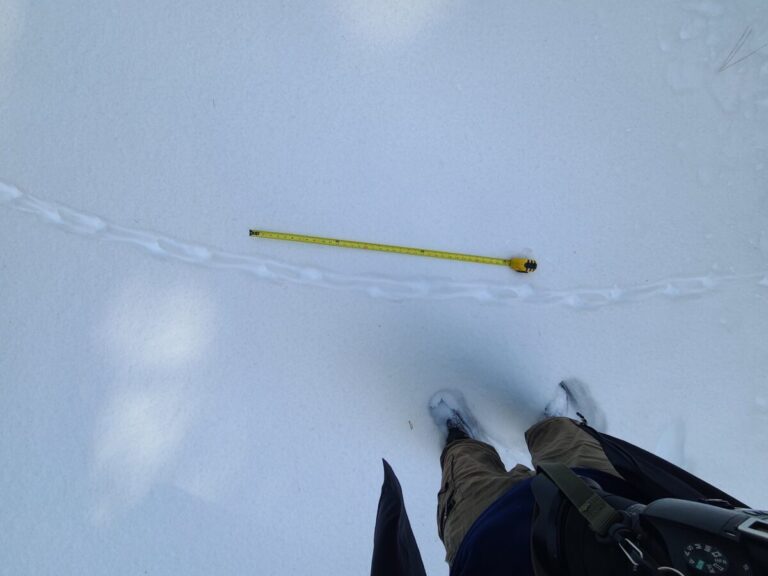 Grouse trail. Footfalls are visible but details of the feet are not.