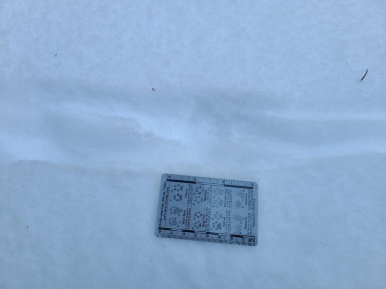 Grouse trail. The actual footprint is barely visible and not very clean.