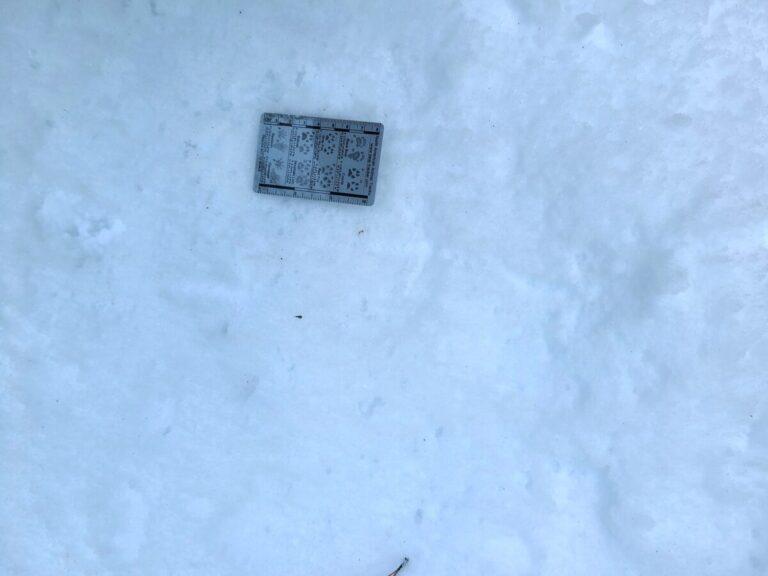 Grouse tracks where the snow was not as soft, under a bit of conifer canopy.