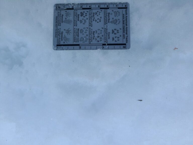 Grouse tracks where the snow was not as soft, under a bit of conifer canopy.