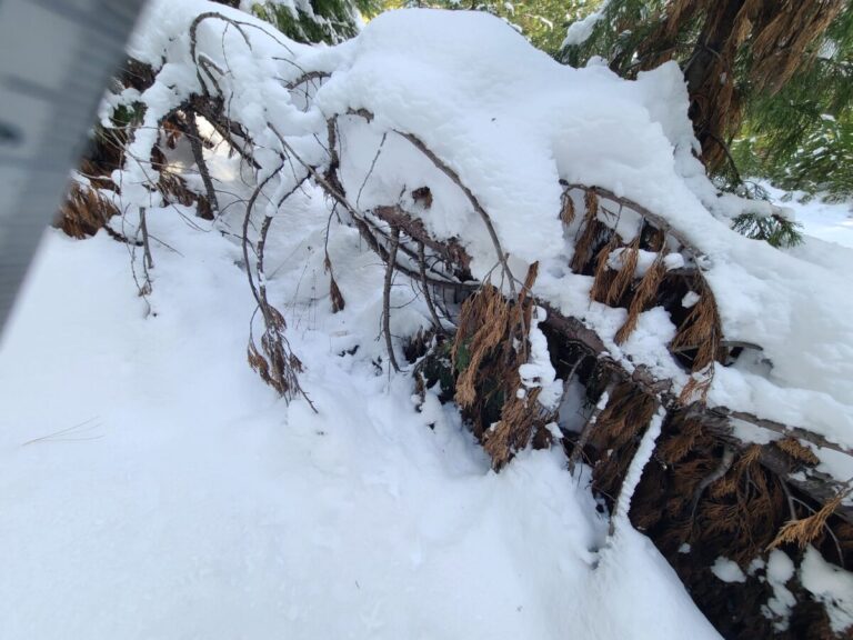 The grouse tracks came out from this sheltered area of brush. The grouse may have been feeding in there.