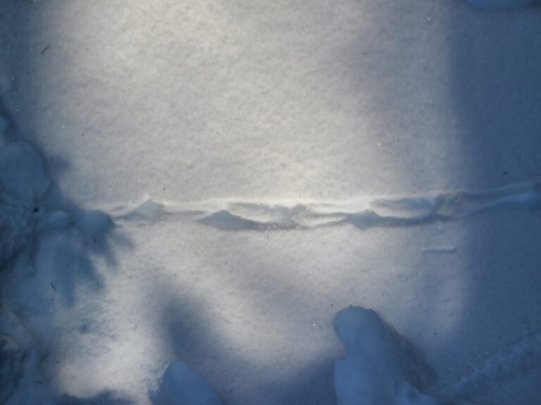 Grouse trail. Footfalls are visible but details of the feet are not.