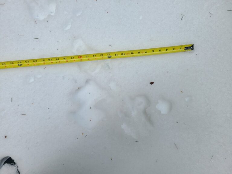 Snowshoe Hare slow bound, going left, with poor track definition. Crossing Douglas's Squirrel trail which goes from upper left to lower right.