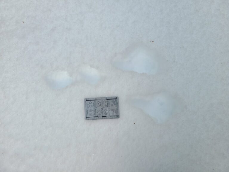 Snowshoe Hare slow bound, going right, with poor track definition.