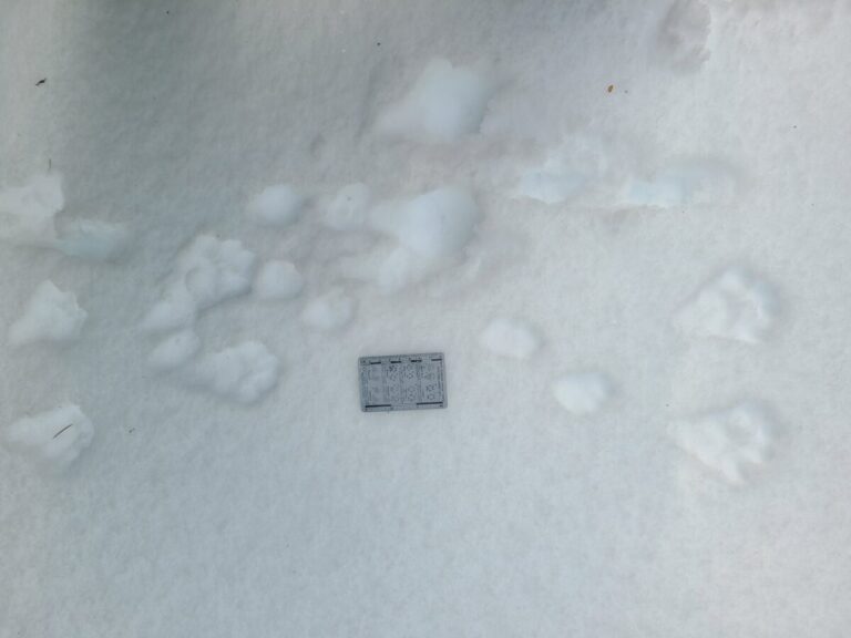 Snowshoe Hare bound and paused movement, mostly traveling right.