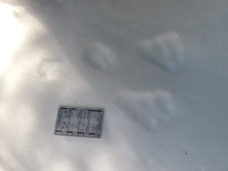 Snowshoe Hare slow bound, going right, with moderate track definition.