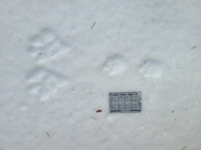 Snowshoe Hare slow bound, going left, with good track definition.