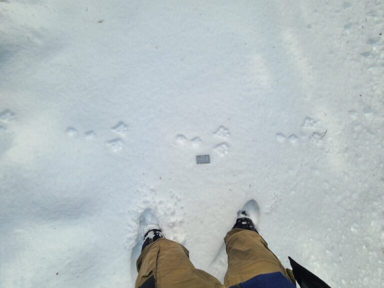 Snowshoe Hare slow bound, going right, with moderate track definition.