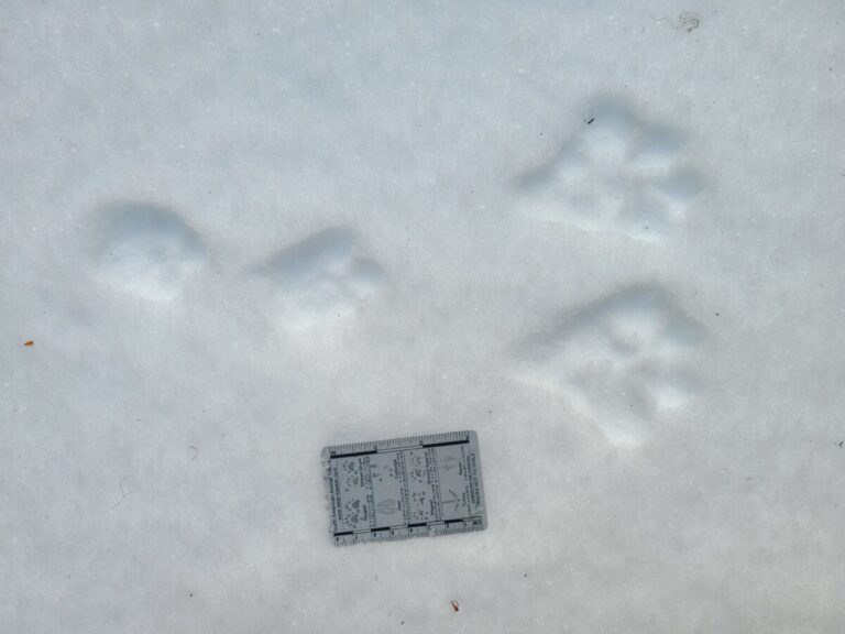 Snowshoe Hare slow bound, going right, with fairly good track definition.