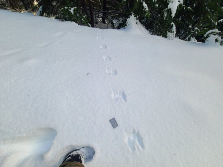 Western Gray Squirrel trail bounding towards the observer.